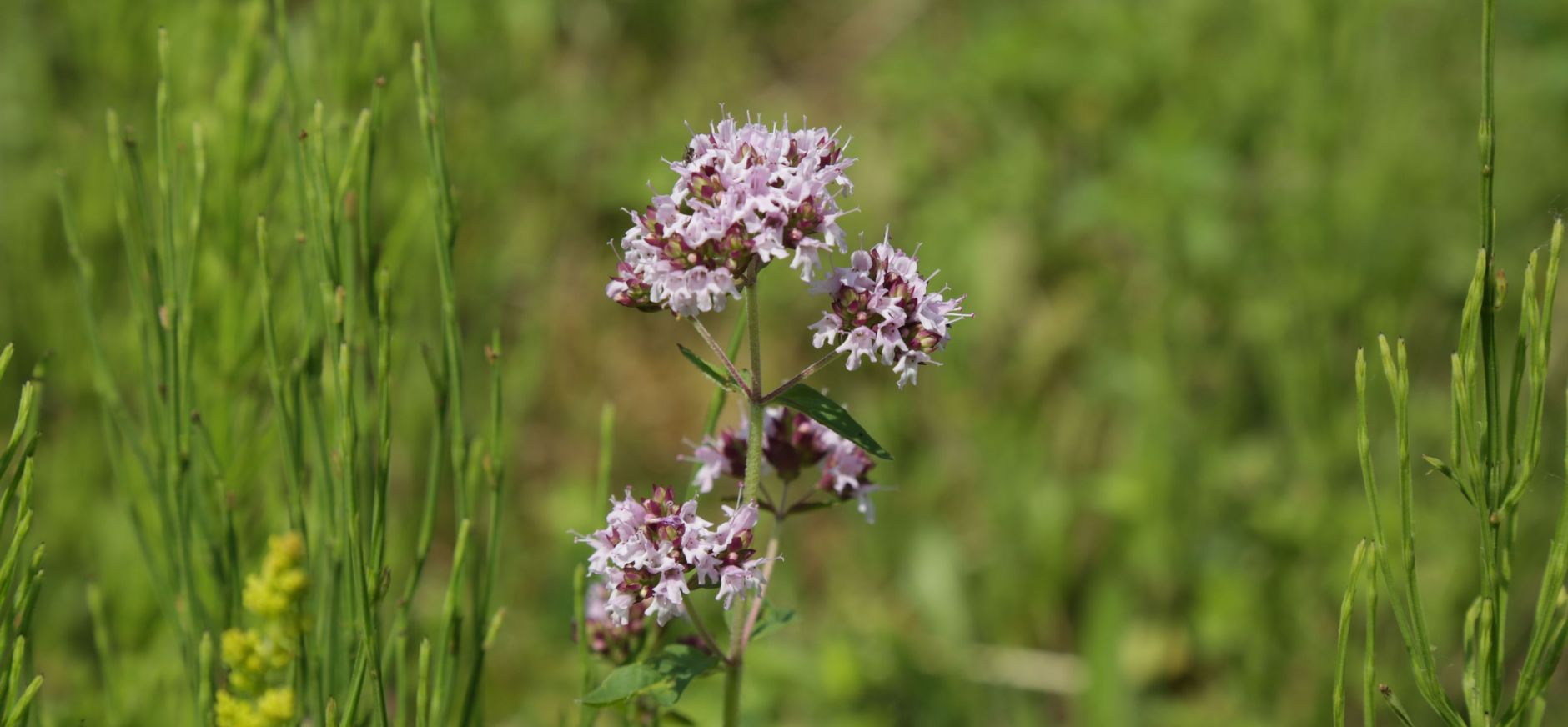 Wilde Marjolein in de Dintelse Gorzen
