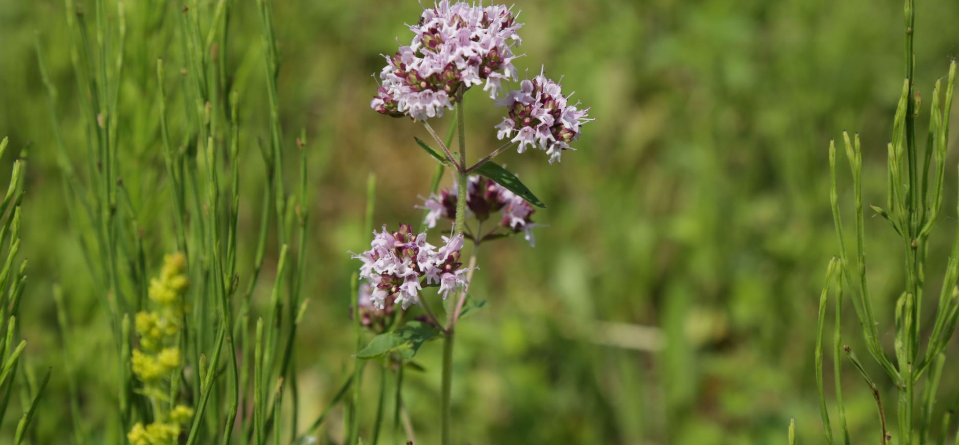 Wilde Marjolein in de Dintelse Gorzen