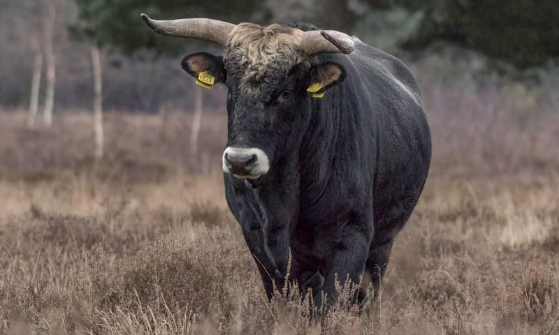 Tauros stier
