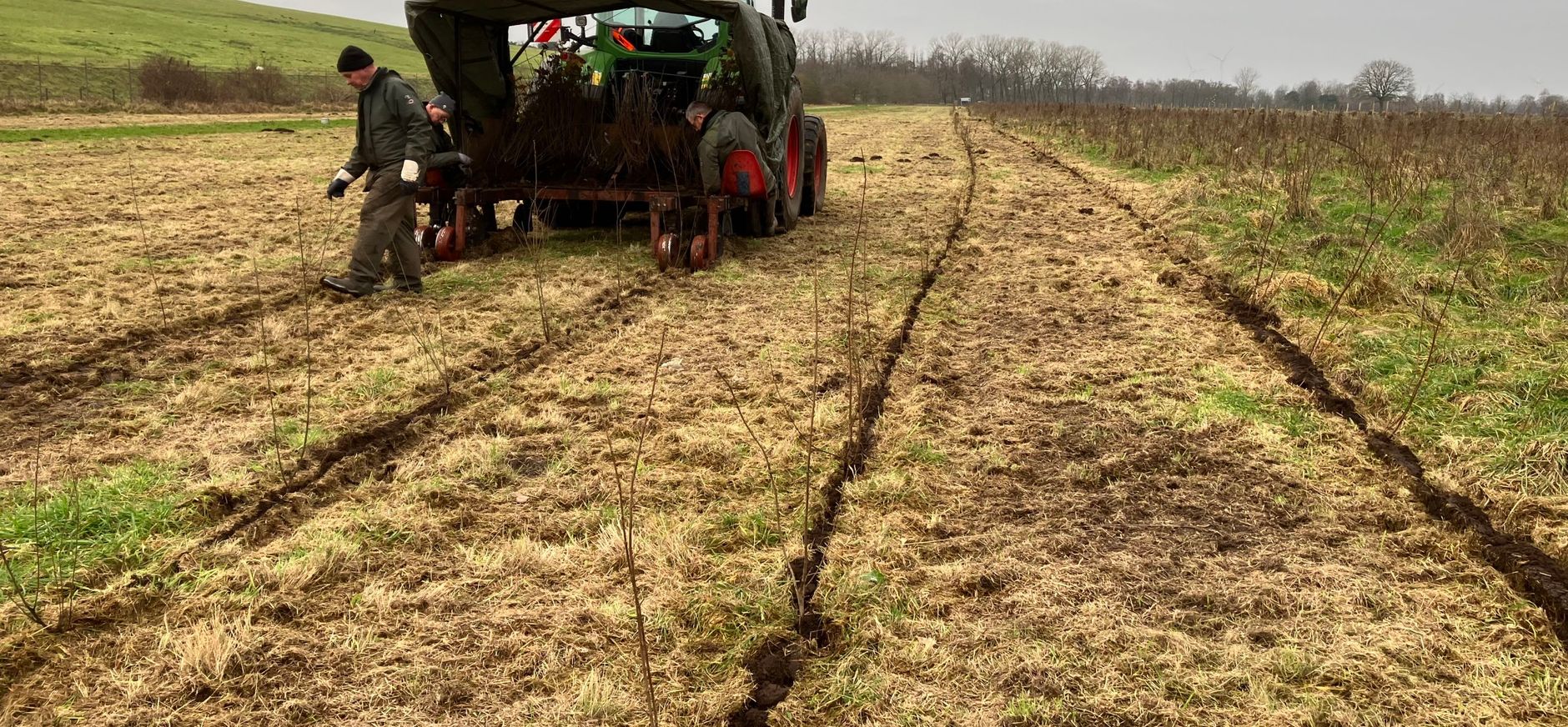 16.000 bomen zijn aangeplant op Huis ter Heide 16.000 bomen worden aangeplant op Huis ter Heide