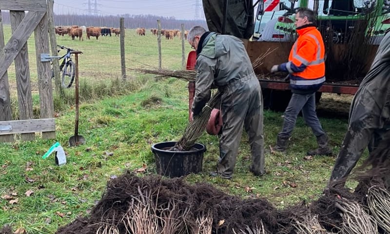 De wortels van alle bomen worden voor ze de grond in gaan in een schimmelpapje gedoopt. De wortels van alle bomen worden ter bescherming in een schimmelpapje gedoopt.
