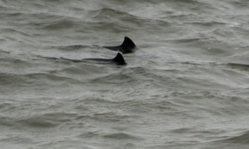 Bruinvis zwemt in Nationaal Park Oosterschelde