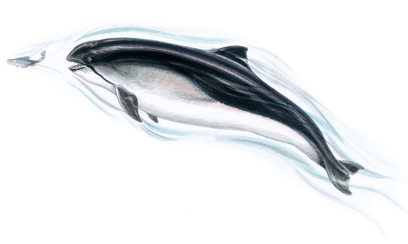 Tekening bruinvis De bruinvis is een walvis die in de Noordzee leeft