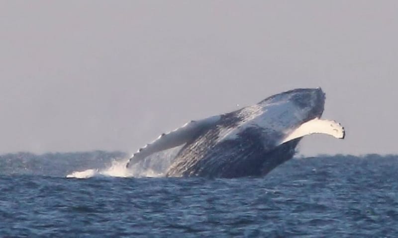 Bultrug, grote walvis gespot in de Noordzee bij Kijkduin
