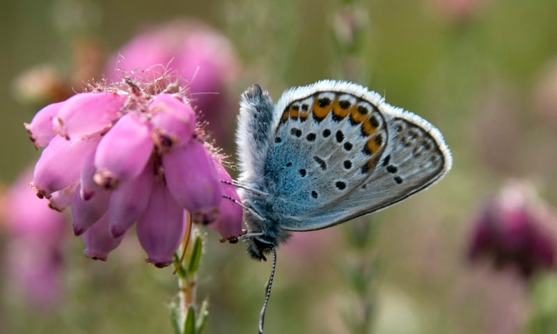 Heideblauwtje is een vlinder op dopheide