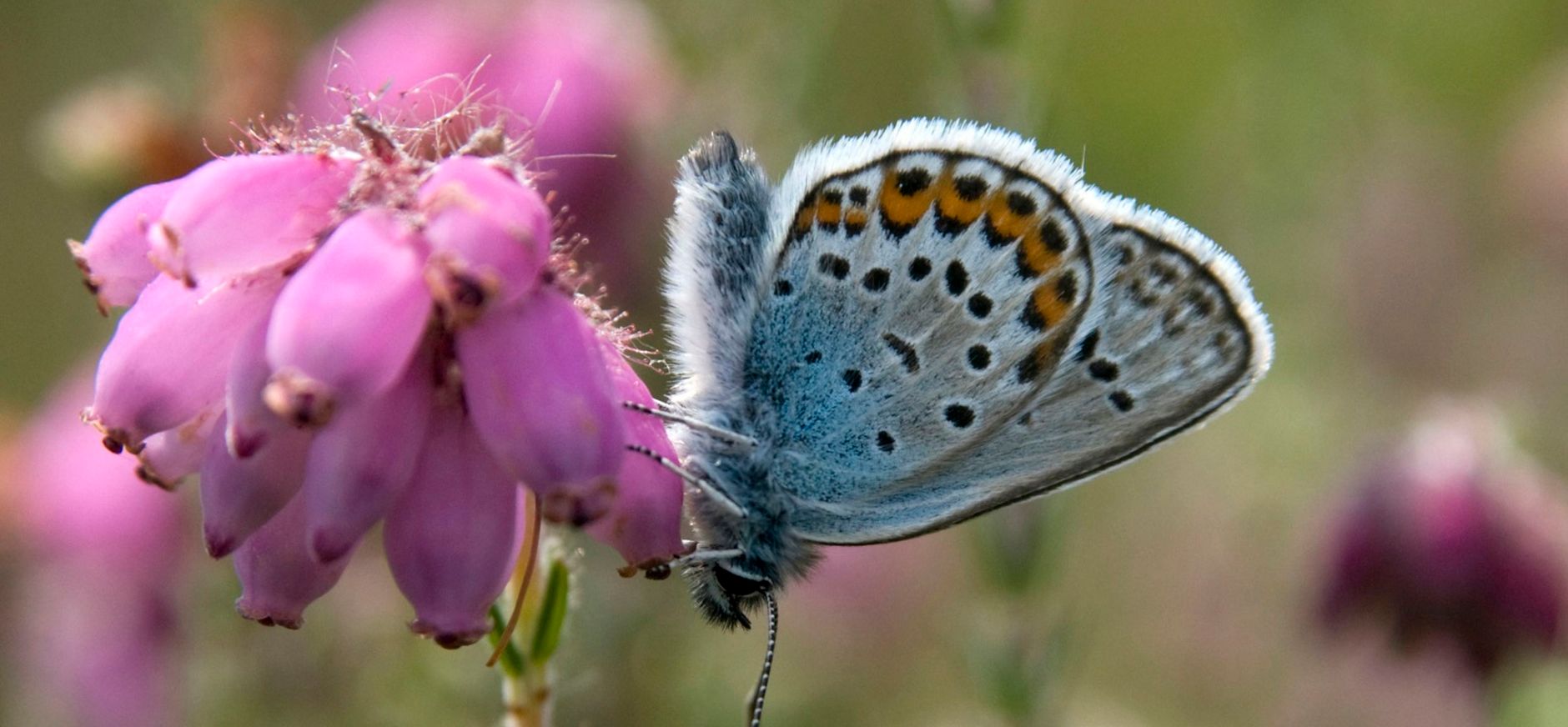 Heideblauwtje is een vlinder op dopheide