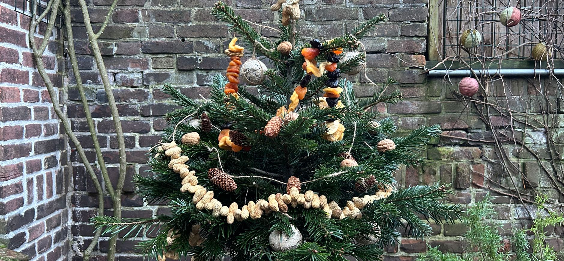 Kerstboom voor vogels