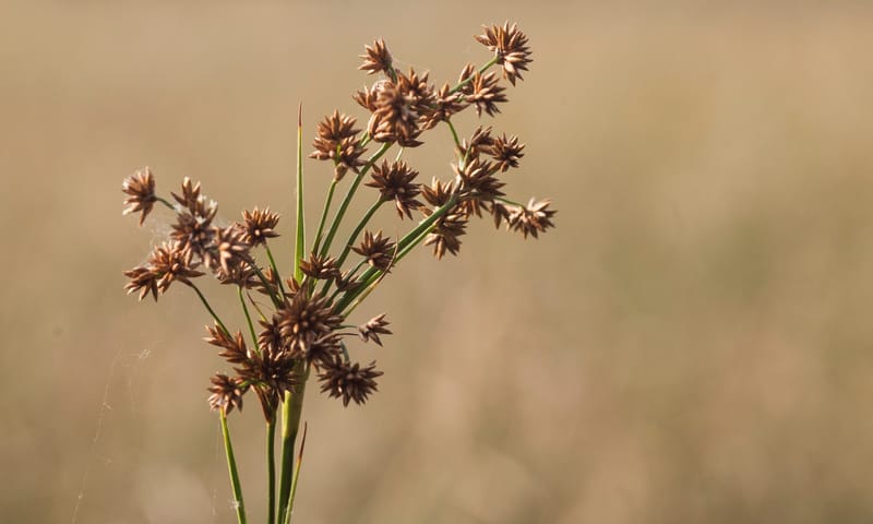 Galigaan Galigaan
