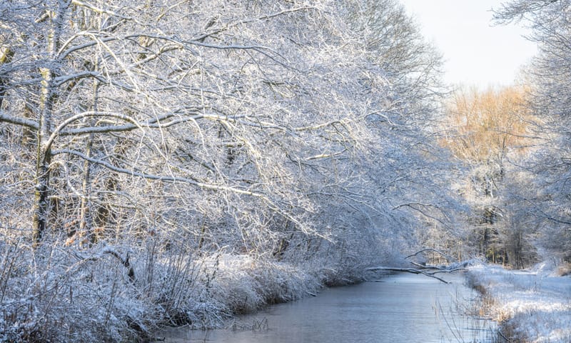 Winter in het Waterloopbos