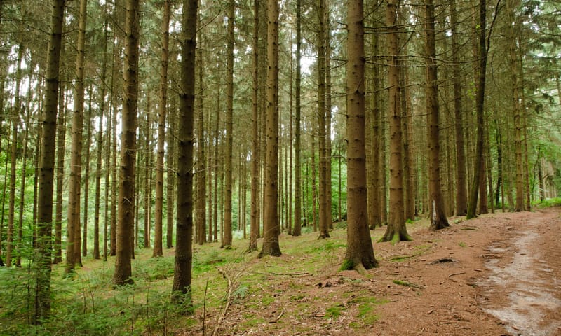 Naaldbomen op de Sint-Jansberg