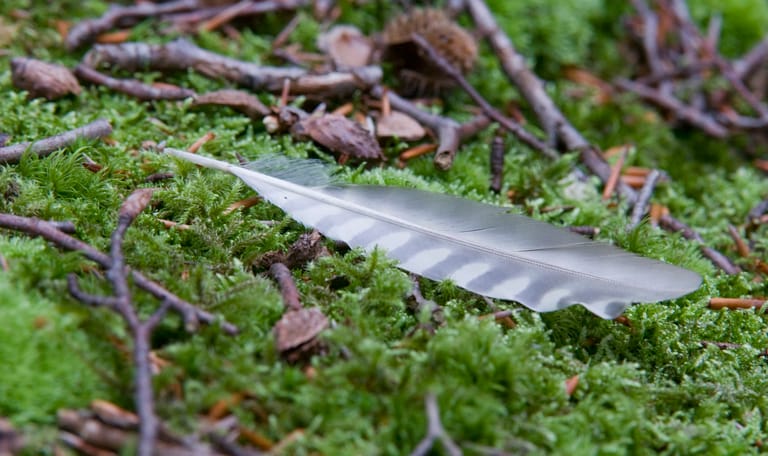 Sporen Buitenplaats Boekesteyn