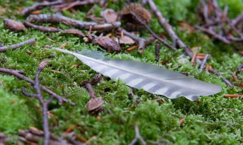 Sporen Buitenplaats Boekesteyn