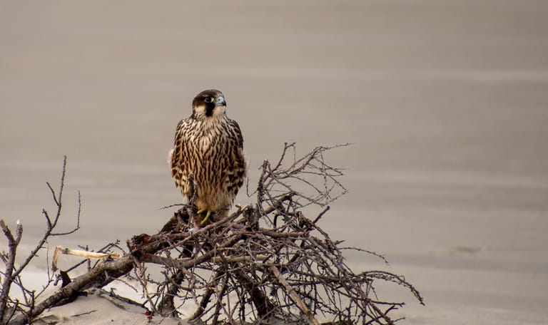 Slechtvalk op het strand van Schiermonnikoog