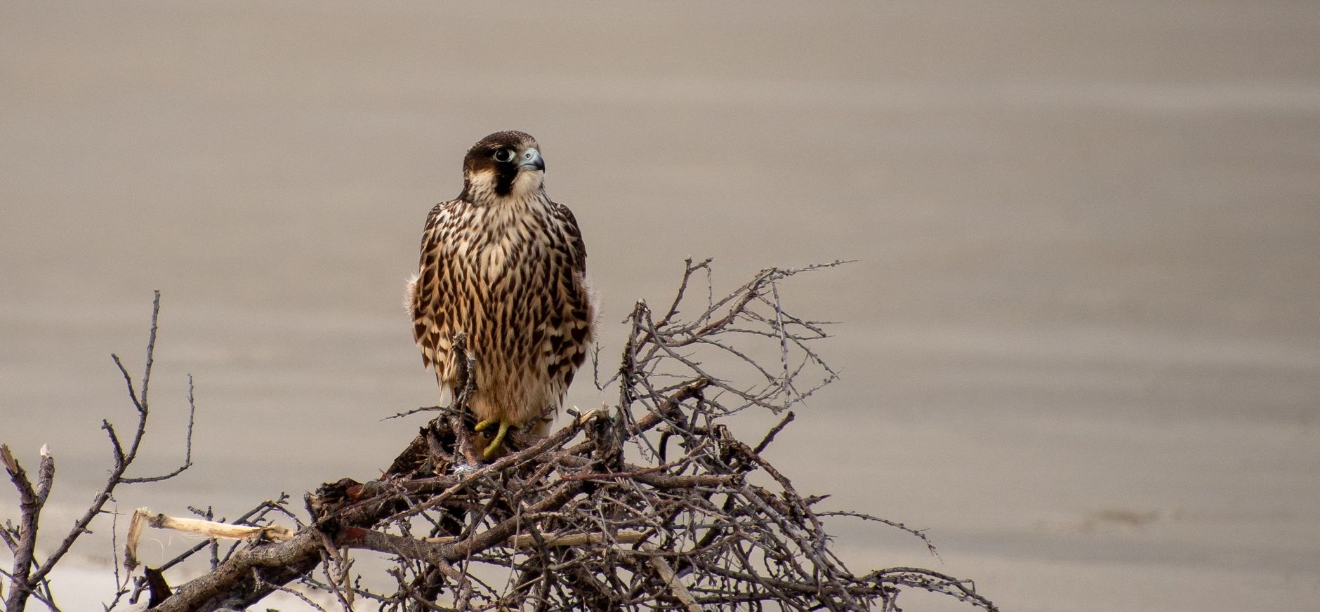 Slechtvalk op het strand van Schiermonnikoog Slechtvalk op het strand van Schiermonnikoog