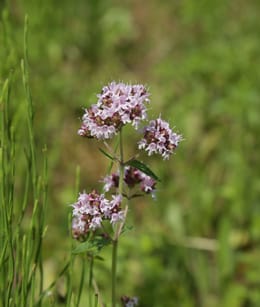 Wilde Marjolein in de Dintelse Gorzen