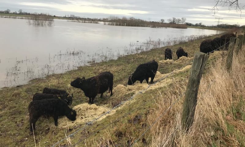 Voorzien van extra hooi, wachten de Galloways bij Visserweert rustig af totdat het water is gezakt. galloways visserweert hoogwater