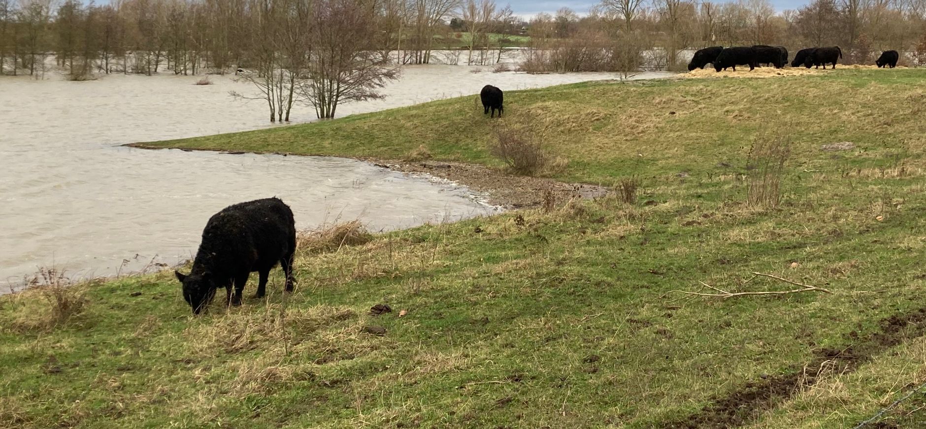 hoogwater Ohé en Laak voerplek grazers