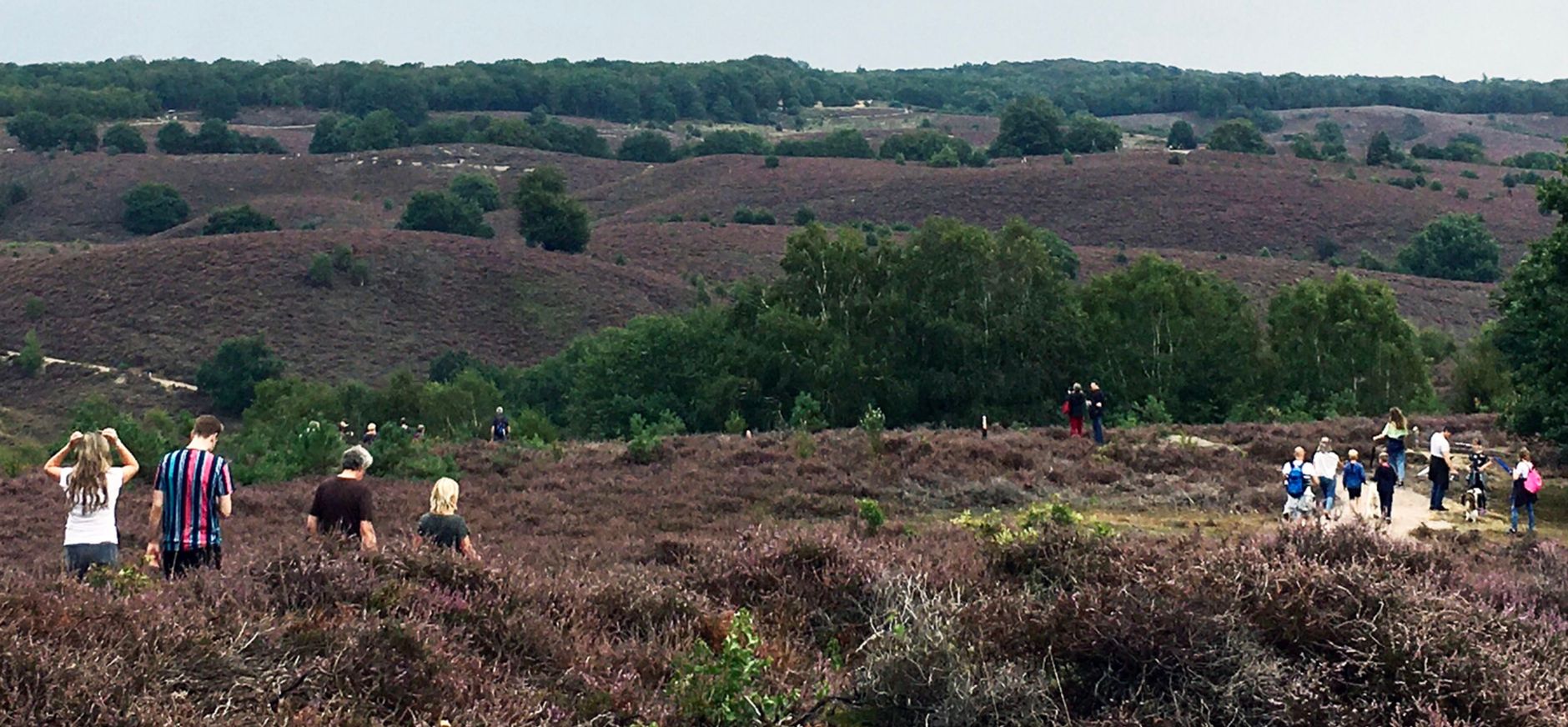 Drukte in Nationaal Park Veluwezoom