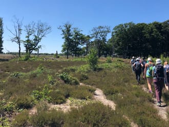 Eindeloze Veluwetocht - struinende wandelgroep tijdens 3 dagen wandelen.