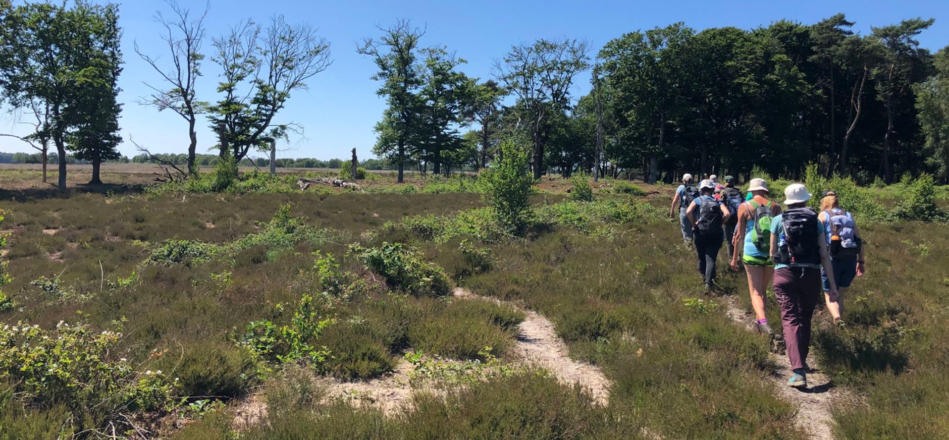 Eindeloze Veluwetocht - struinende wandelgroep tijdens 3 dagen wandelen.