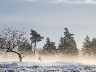 Drents-Friese Wold