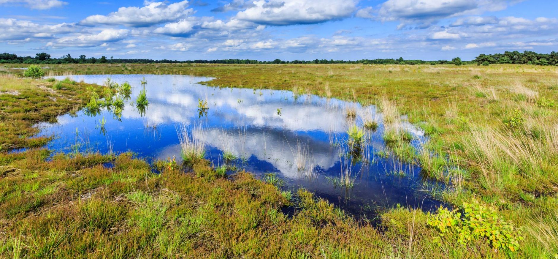Ven in De Plateaux Ven in natuurgebied De Plateaux