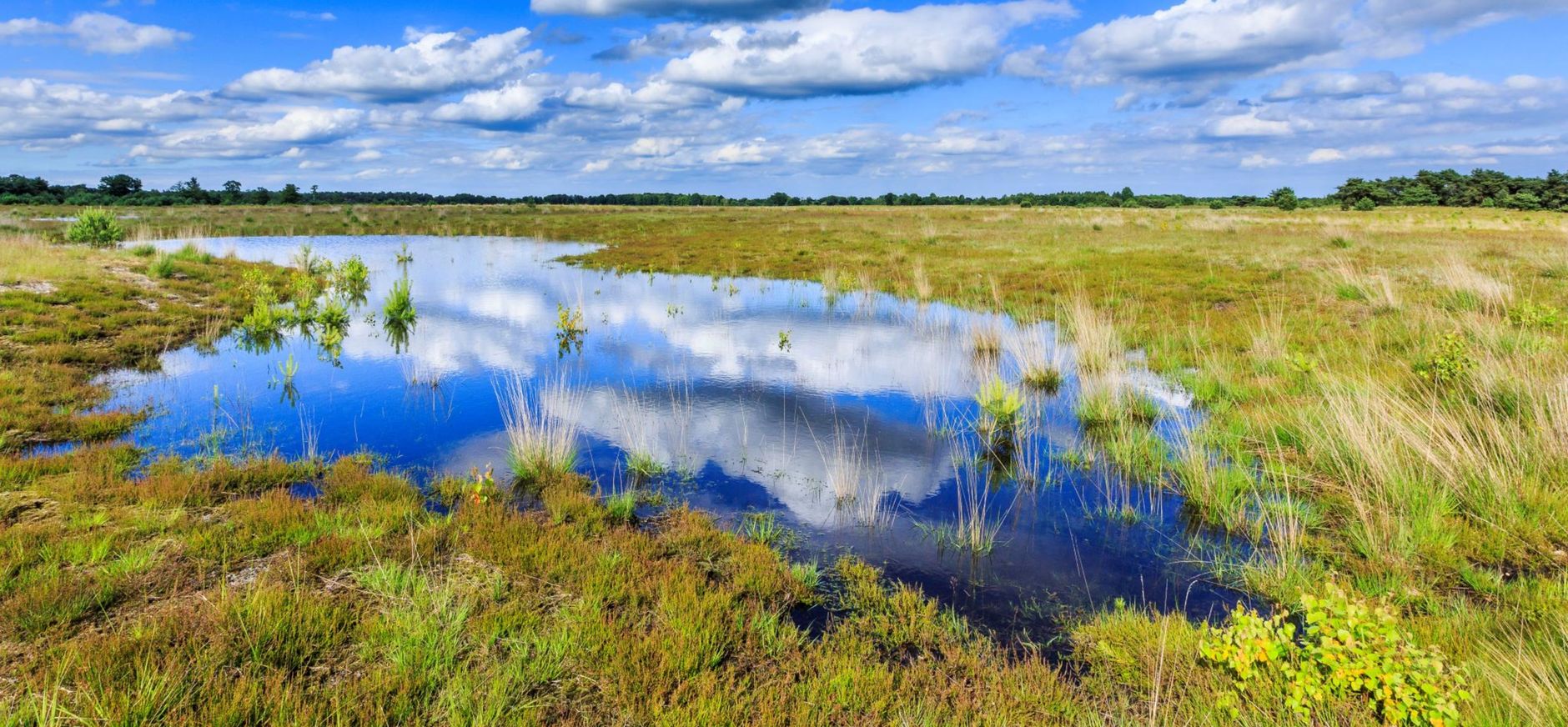 Ven in De Plateaux Ven in natuurgebied De Plateaux