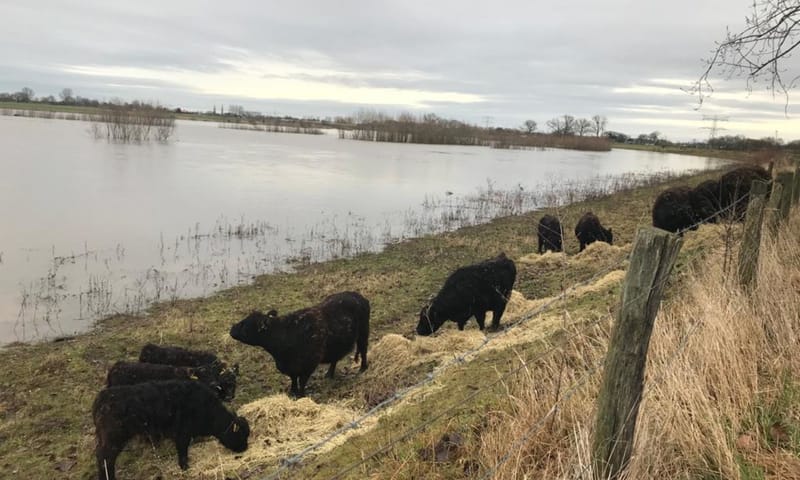 Voorzien van extra hooi, wachten de Galloways bij Visserweert rustig af totdat het water is gezakt. galloways visserweert hoogwater