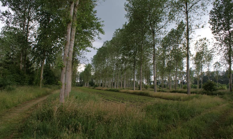 Populieren bij de Pelterheggen