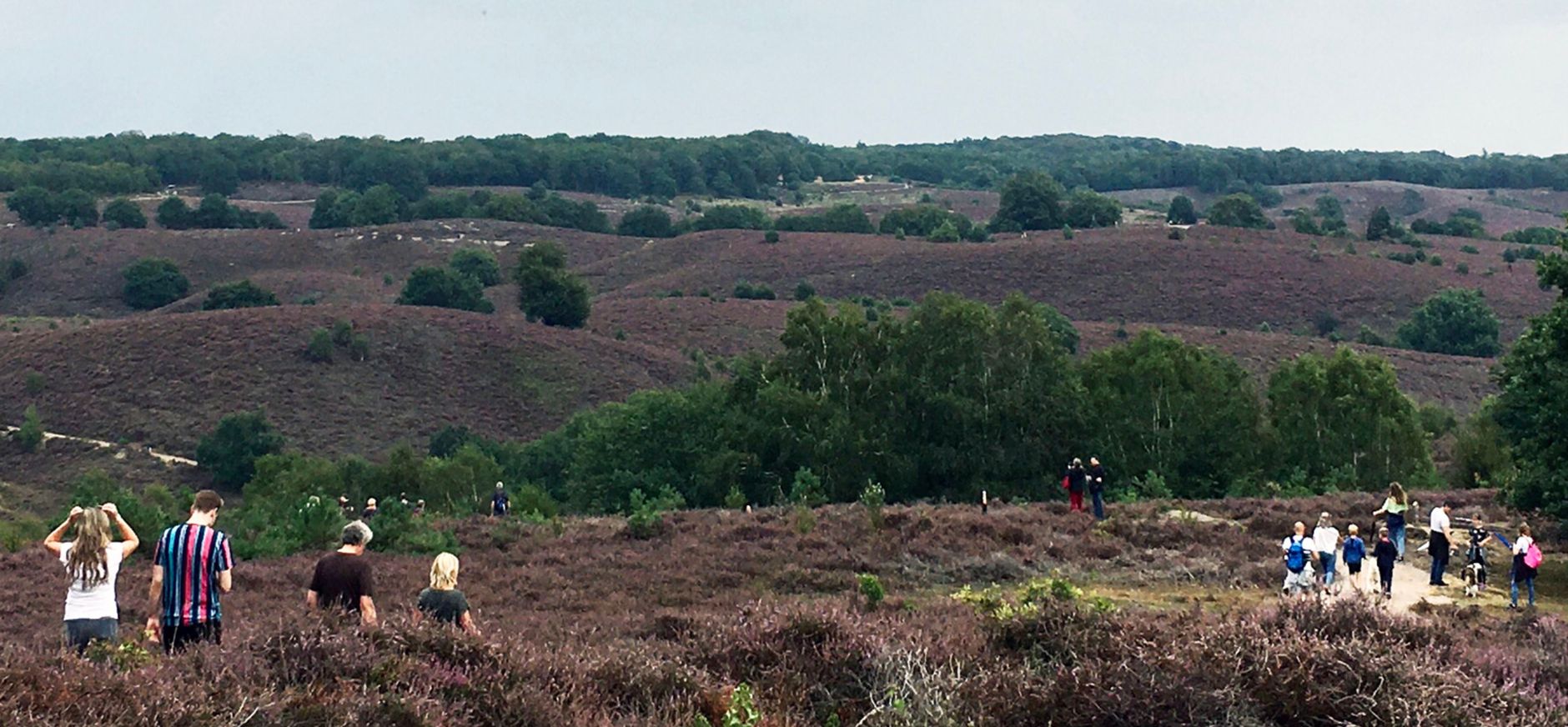 Drukte in Nationaal Park Veluwezoom