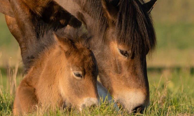 Exmoor pony's