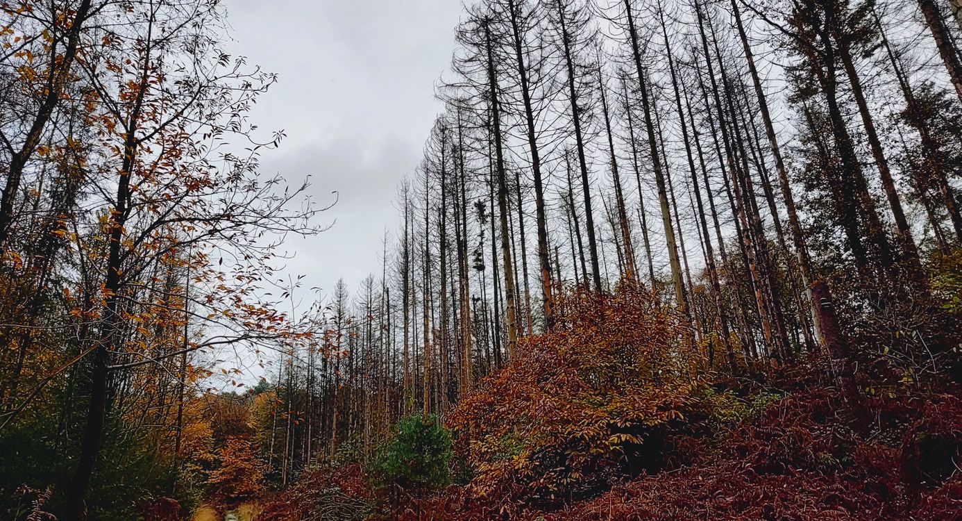 Naaldbomen op de Sint-Jansberg