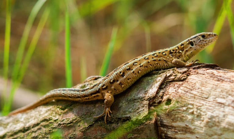 Levendbarende hagedis Levendbarende hagedis