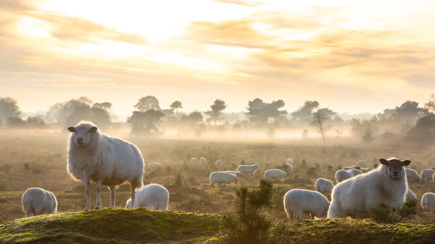 Wandelroute Berkenheuvel, Drents Friese Wold, vlakbij Diever