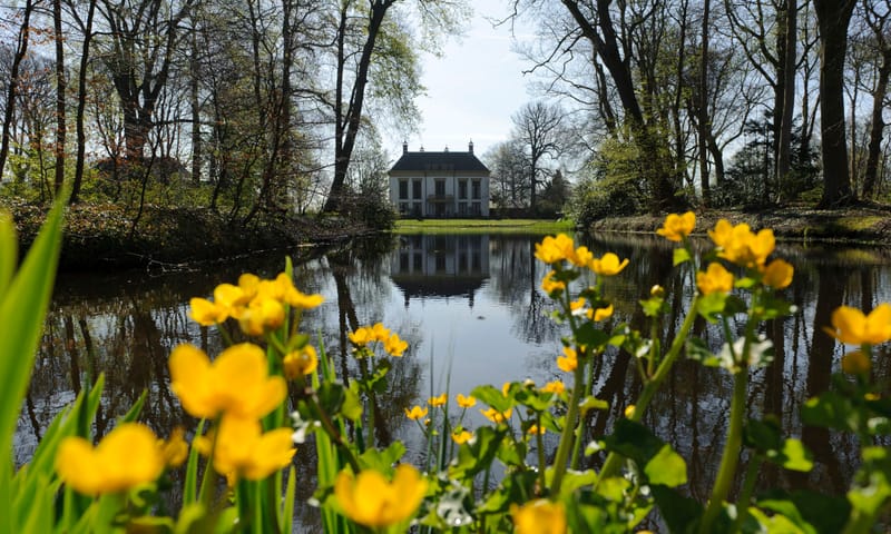Dotterbloem (Caltha palustris)