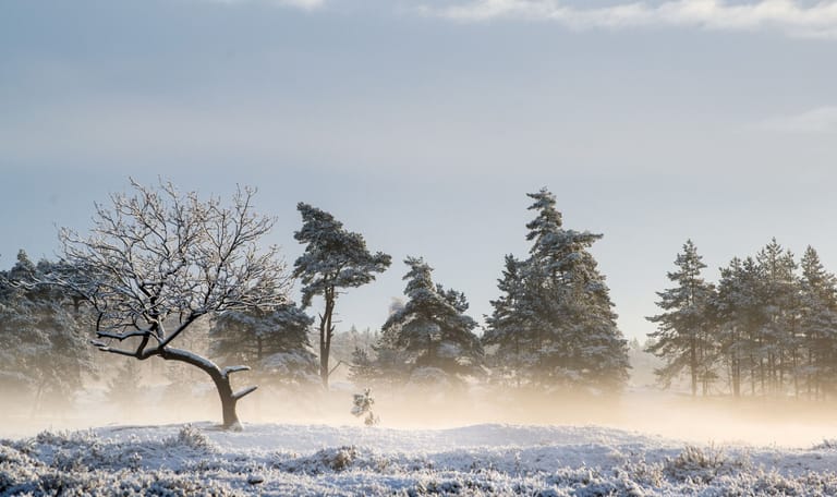 Drents-Friese Wold