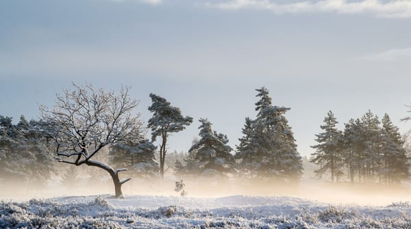 Drents-Friese Wold