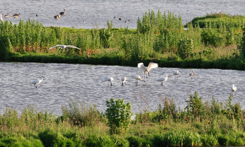 , Lepelaars in het water, natuurgebied Waverhoek