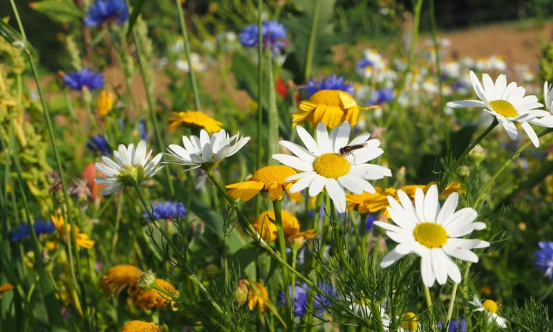 Bloemen in de Zuidpolder