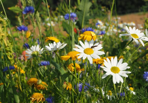 Bloemen in de Zuidpolder