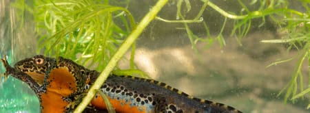 Alpenwatersalamander