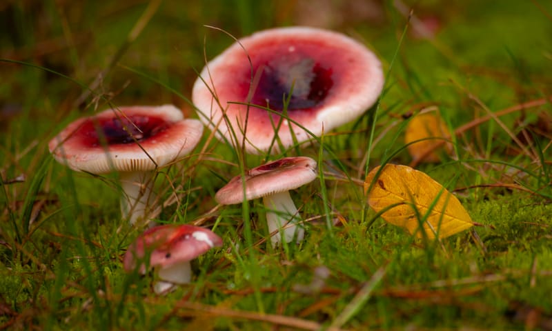 Kleurrijke fotowandeling door het Zwanenwater