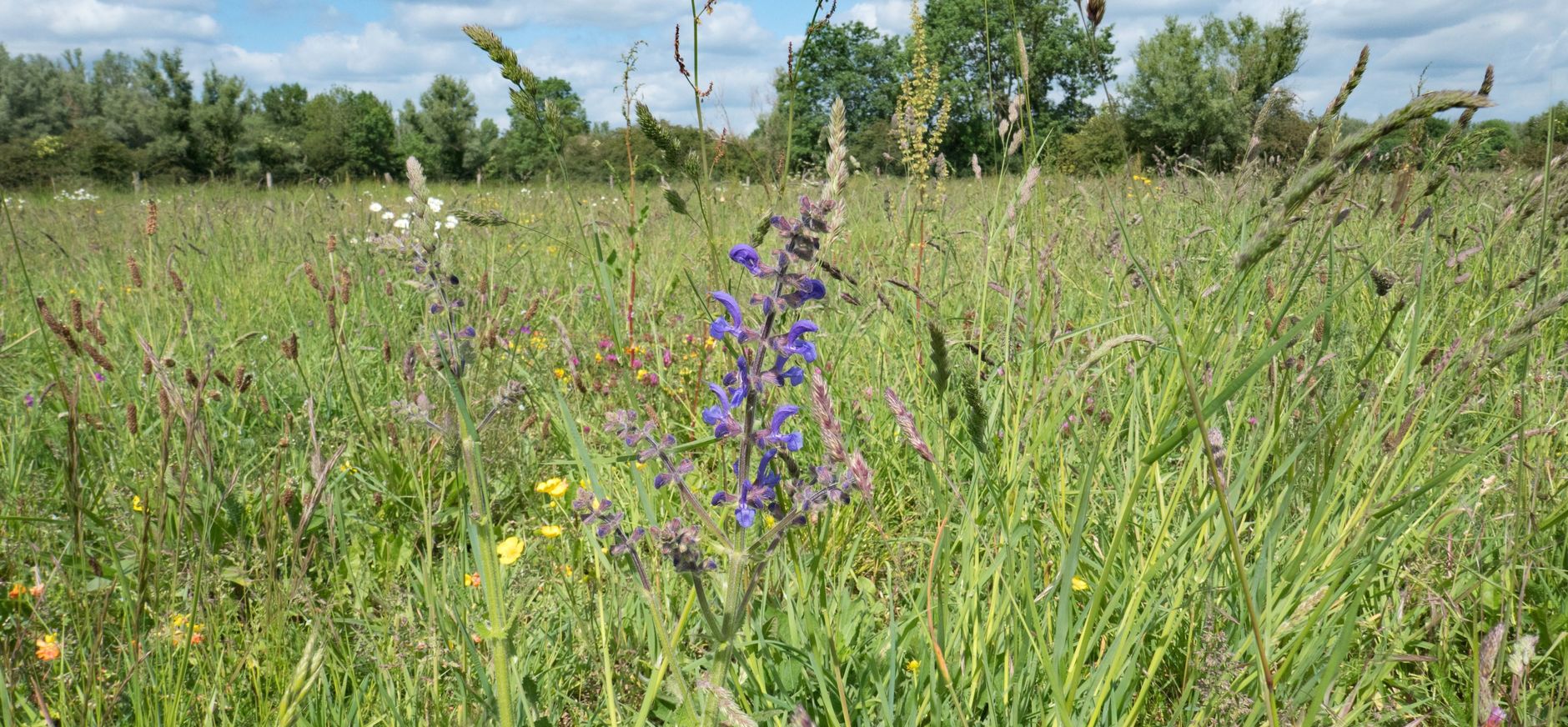 bloemrijk hooiland Velhorst