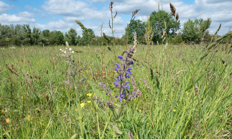bloemrijk hooiland Velhorst