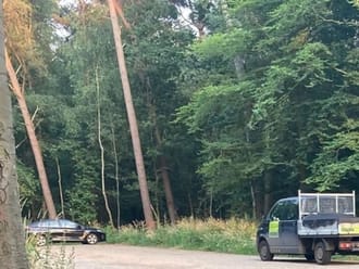 dode beuken bij parkeerplaats Beekvliet