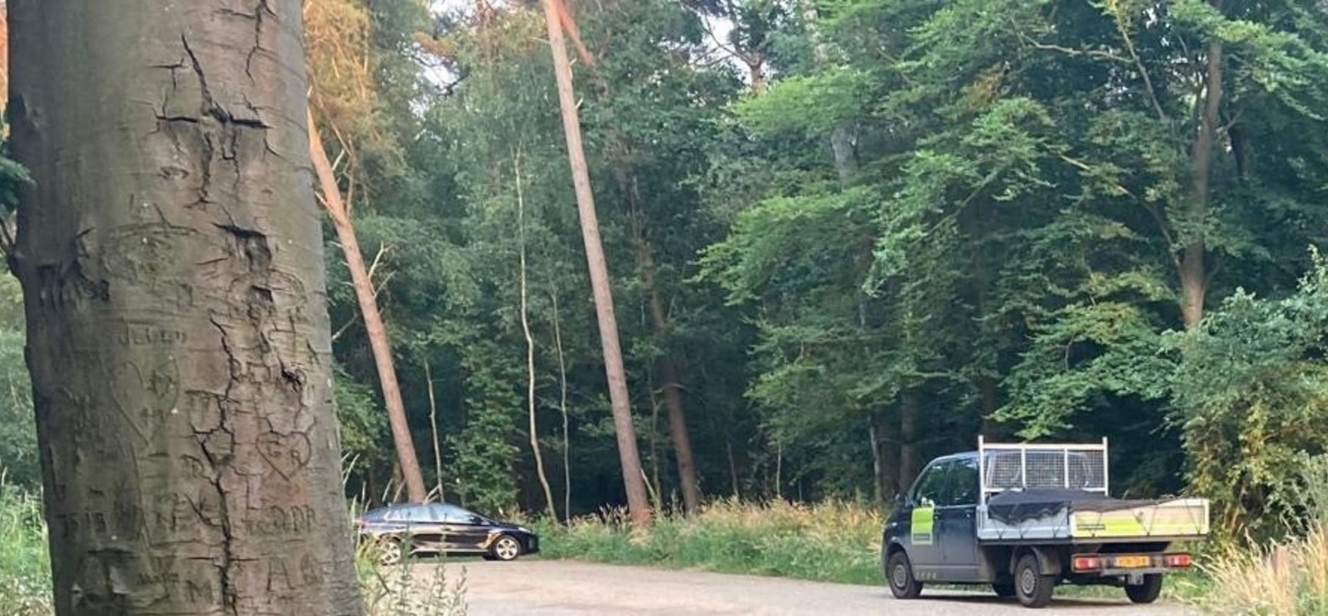 dode beuken bij parkeerplaats Beekvliet