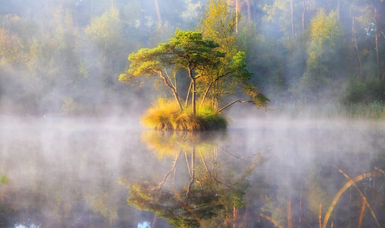 Een sfeervol ven in de bossen van Oisterwijk