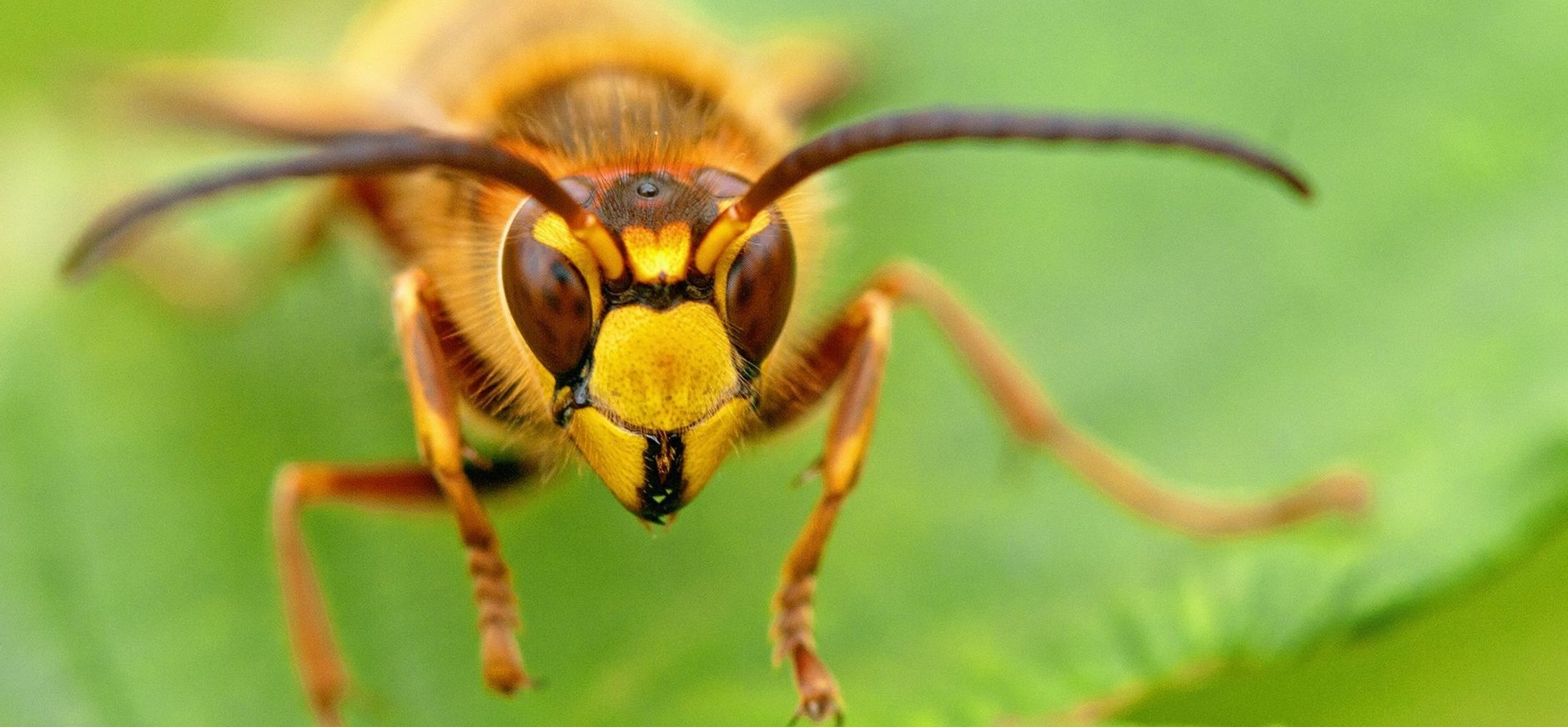Hoornaar is een insect Hoornaar: grootste wesp van Nederland