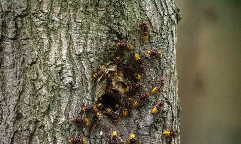 Nest hoornaars in een boom Hoornaars voor hun nest in een boom