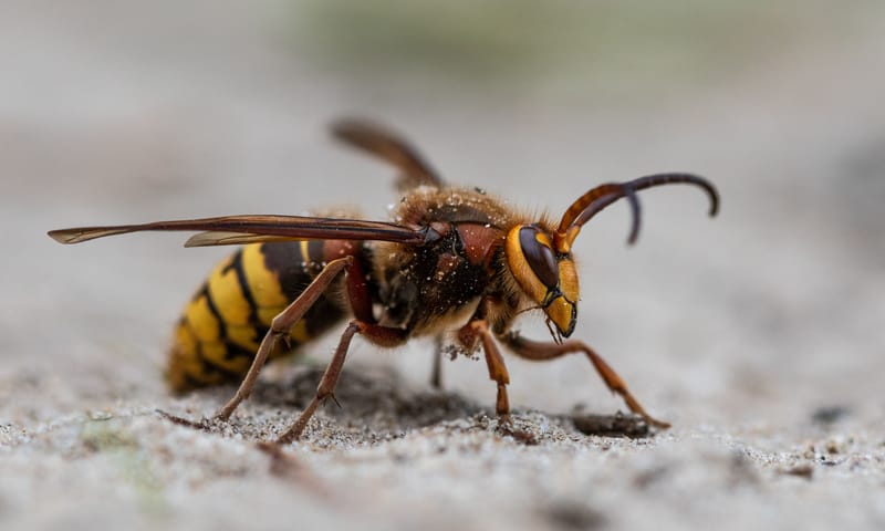 Hoornaar is een wesp De hoornaar is de grootste wesp in Nederland